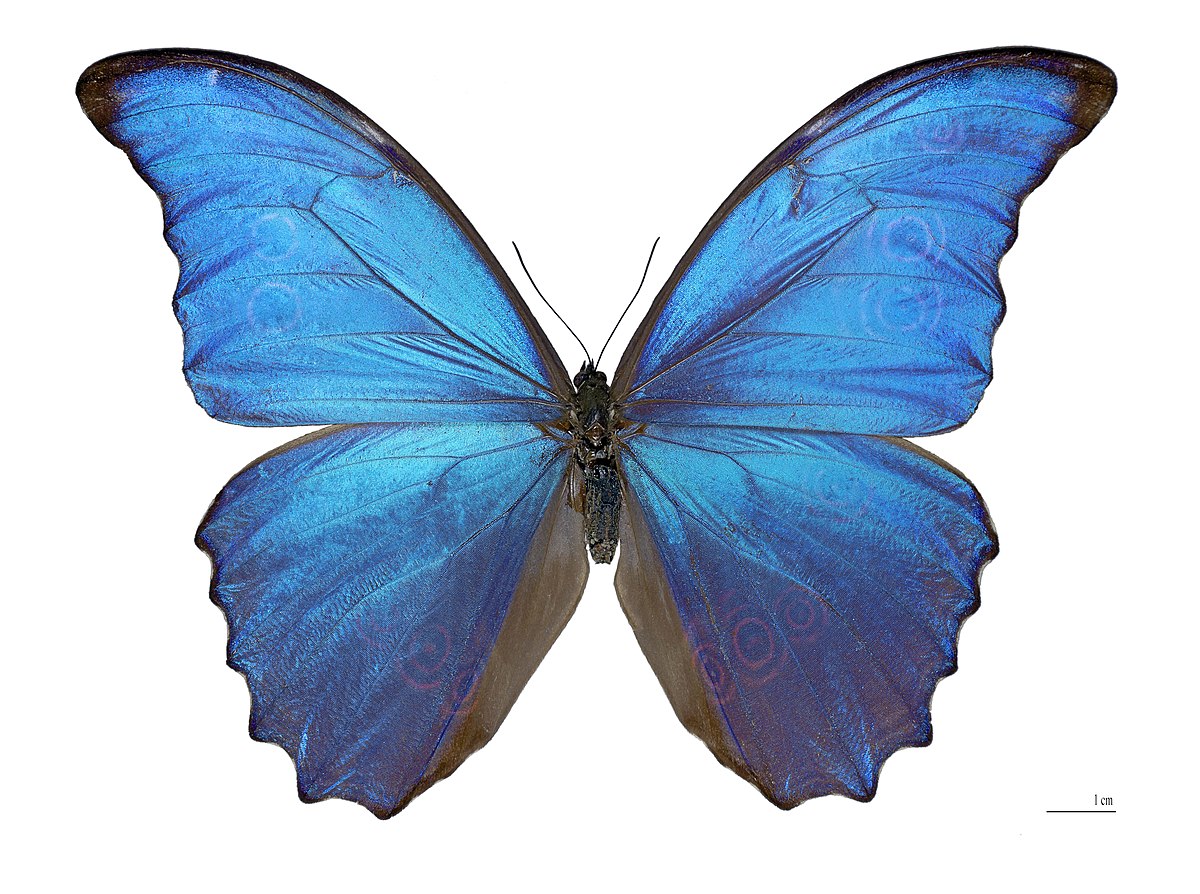 Morpho