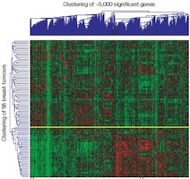 microarray clustering from Van't Heer et al., Nature 2002